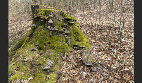 Zunderschwamm (Fomes fomentarius)