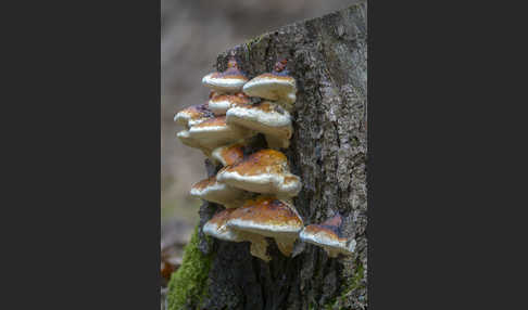 Rotrandiger Baumschwamm (Fomitopsis pinicola)