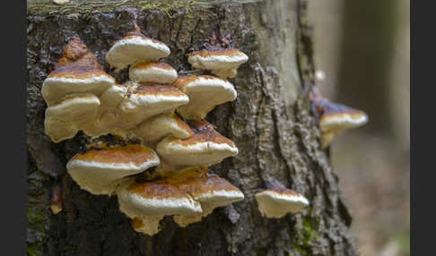 Rotrandiger Baumschwamm (Fomitopsis pinicola)