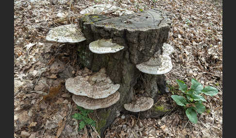 Flacher Lackporling (Ganoderma applanatum)