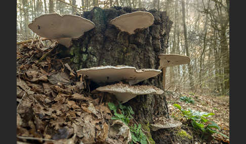 Flacher Lackporling (Ganoderma applanatum)