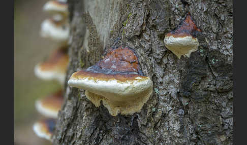 Rotrandiger Baumschwamm (Fomitopsis pinicola)