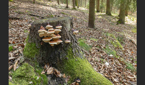 Rotrandiger Baumschwamm (Fomitopsis pinicola)