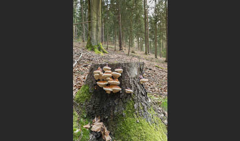 Rotrandiger Baumschwamm (Fomitopsis pinicola)