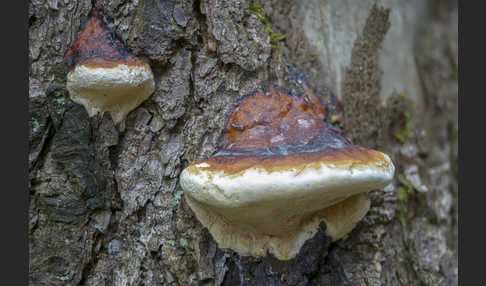 Rotrandiger Baumschwamm (Fomitopsis pinicola)