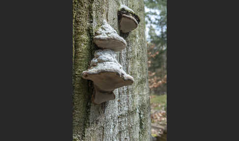 Zunderschwamm (Fomes fomentarius)