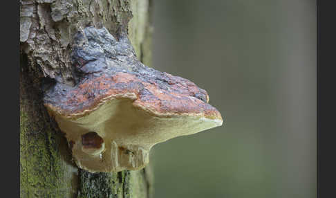 Rotrandiger Baumschwamm (Fomitopsis pinicola)