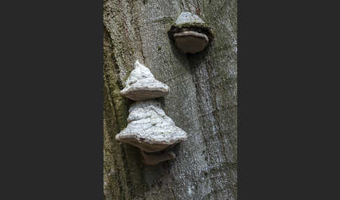 Zunderschwamm (Fomes fomentarius)