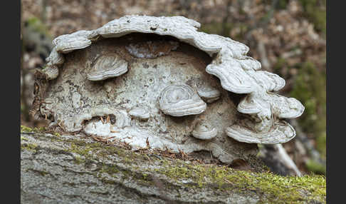 Flacher Lackporling (Ganoderma applanatum)