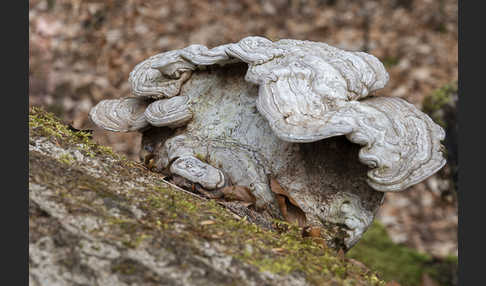 Flacher Lackporling (Ganoderma applanatum)