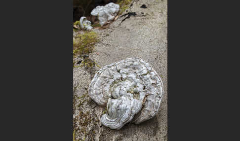 Flacher Lackporling (Ganoderma applanatum)