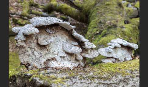 Flacher Lackporling (Ganoderma applanatum)