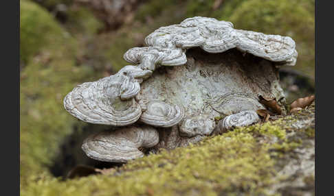 Flacher Lackporling (Ganoderma applanatum)