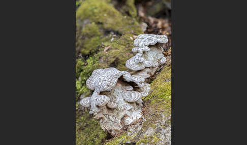 Flacher Lackporling (Ganoderma applanatum)