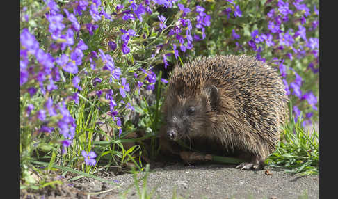 Igel (Erinaceus europaeus)