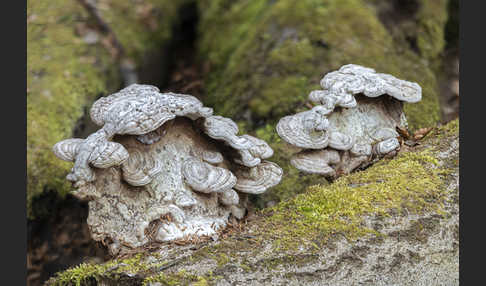 Flacher Lackporling (Ganoderma applanatum)