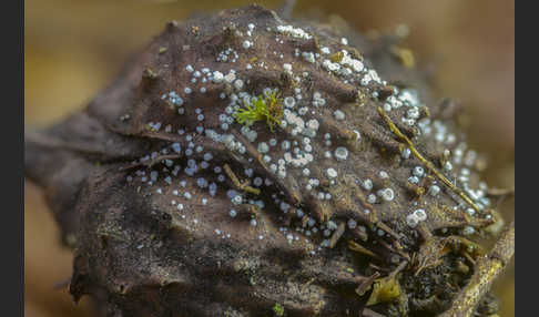 Weisses Haarbecherchen (Lachnum virgineum)