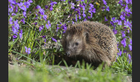 Igel (Erinaceus europaeus)