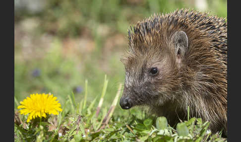 Igel (Erinaceus europaeus)