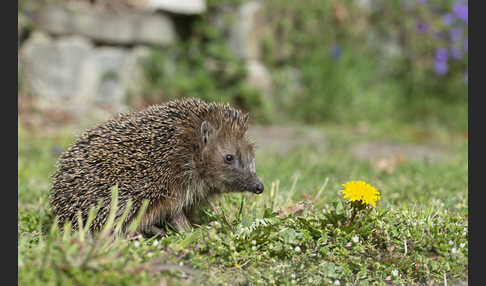 Igel (Erinaceus europaeus)