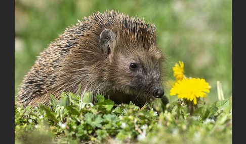 Igel (Erinaceus europaeus)