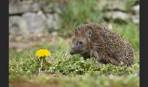 Igel (Erinaceus europaeus)