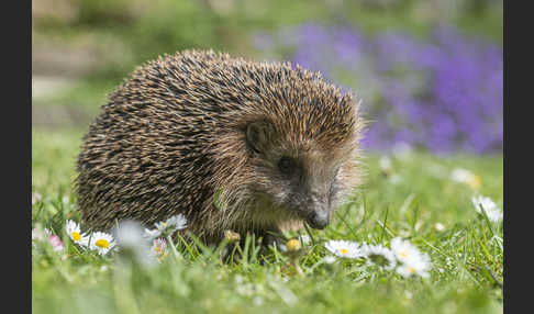 Igel (Erinaceus europaeus)