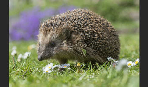 Igel (Erinaceus europaeus)