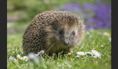 Igel (Erinaceus europaeus)