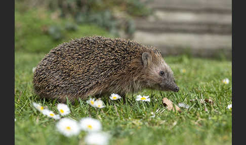 Igel (Erinaceus europaeus)