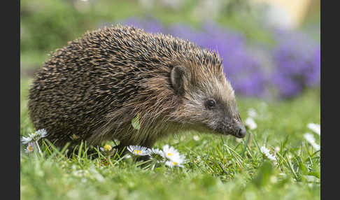 Igel (Erinaceus europaeus)