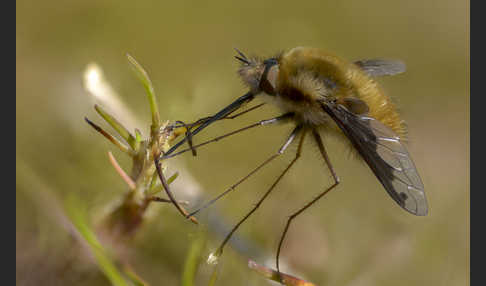 Großer Wollschweber (Bombylius major)