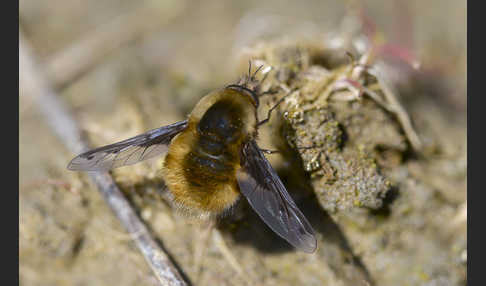 Großer Wollschweber (Bombylius major)