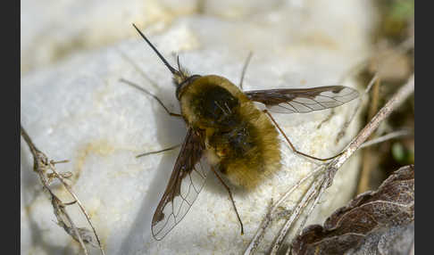 Großer Wollschweber (Bombylius major)