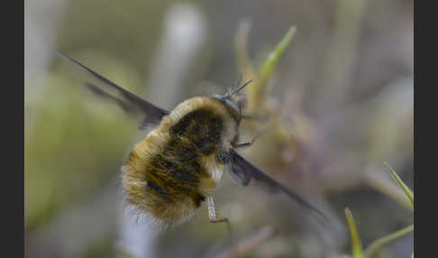 Großer Wollschweber (Bombylius major)