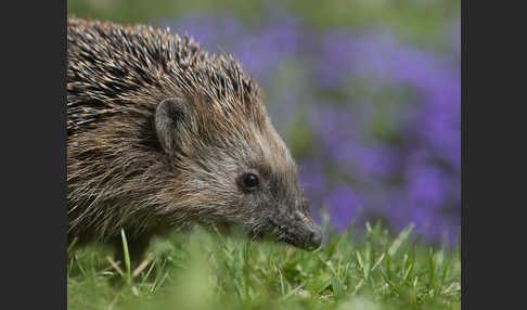 Igel (Erinaceus europaeus)