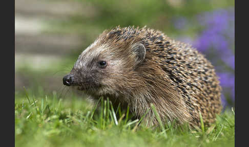 Igel (Erinaceus europaeus)