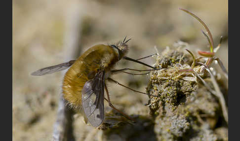 Großer Wollschweber (Bombylius major)