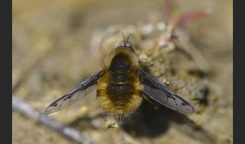 Großer Wollschweber (Bombylius major)