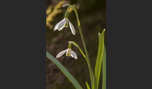 Kleines Schneeglöckchen (Galanthus nivalis)