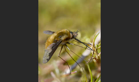 Großer Wollschweber (Bombylius major)