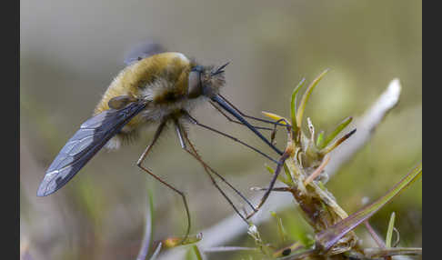 Großer Wollschweber (Bombylius major)