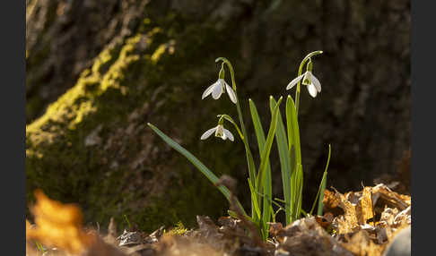 Kleines Schneeglöckchen (Galanthus nivalis)