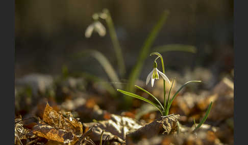 Kleines Schneeglöckchen (Galanthus nivalis)