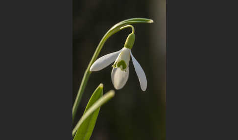 Kleines Schneeglöckchen (Galanthus nivalis)