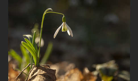 Kleines Schneeglöckchen (Galanthus nivalis)