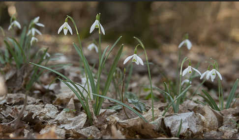 Kleines Schneeglöckchen (Galanthus nivalis)