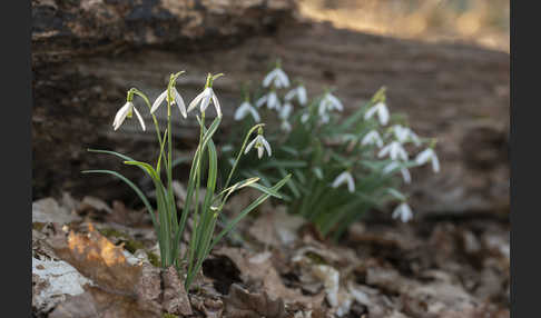 Kleines Schneeglöckchen (Galanthus nivalis)