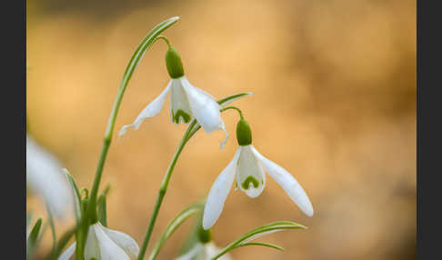 Kleines Schneeglöckchen (Galanthus nivalis)