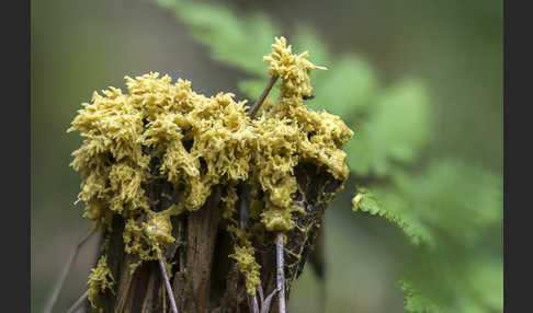 Gelbe Lohblüte (Fuligo septica)